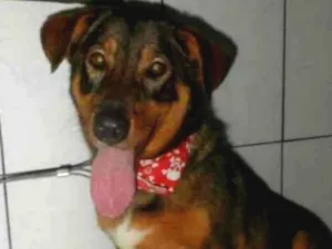 Cachorro raça SRD idade 5 anos nome Scooby