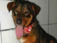 Scooby