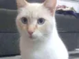Maninho