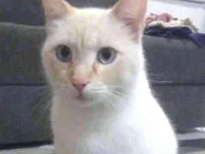 Gato raça  idade 2 anos nome Maninho