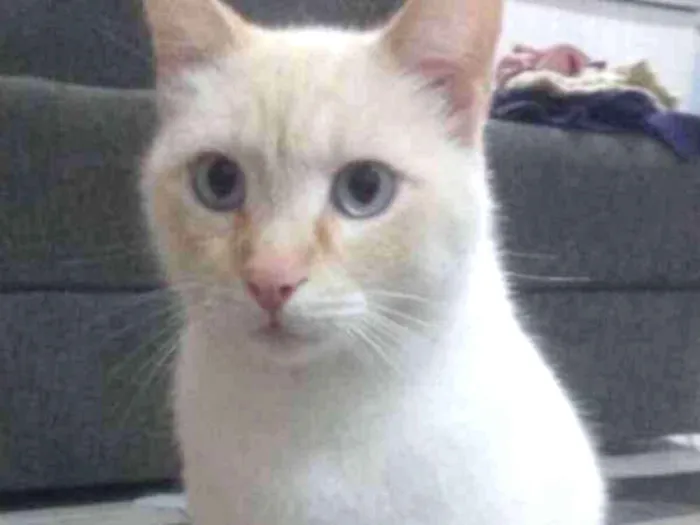 Gato ra a  idade 2 anos nome Maninho