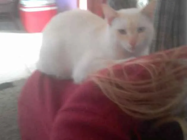 Gato ra a  idade 2 anos nome Maninho