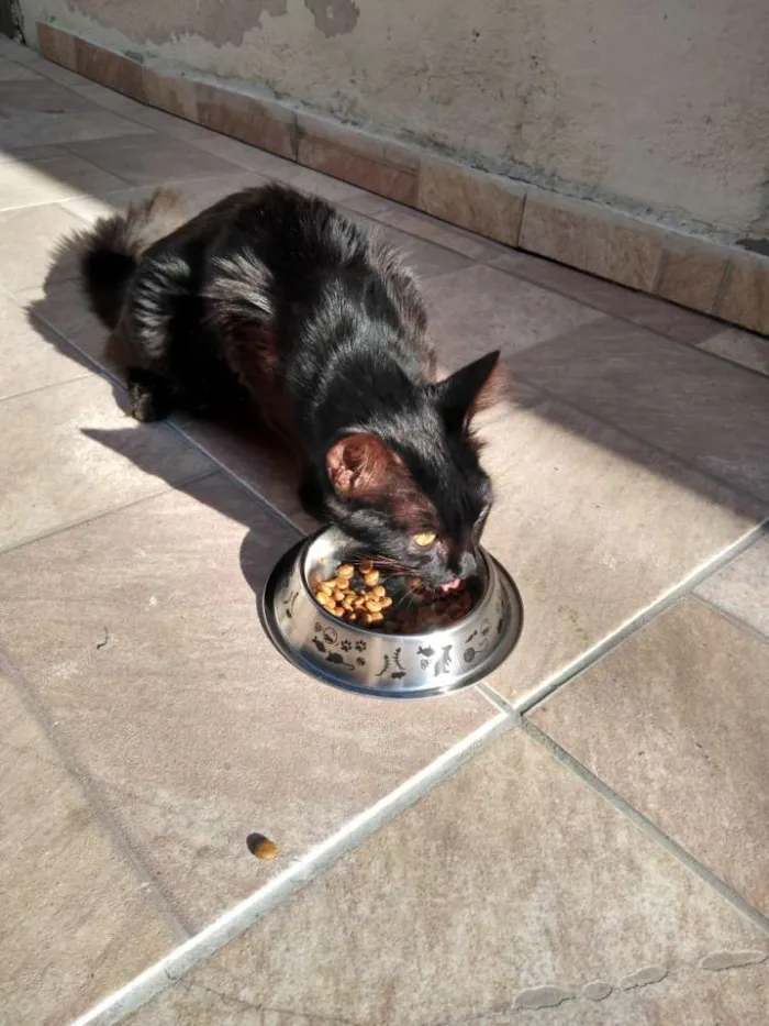 Gato ra a Sem raça idade 2 a 6 meses nome Sem nome 