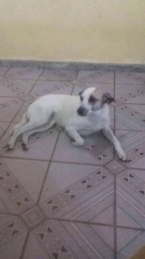 Cachorro raça SRD idade 2 anos nome Nina