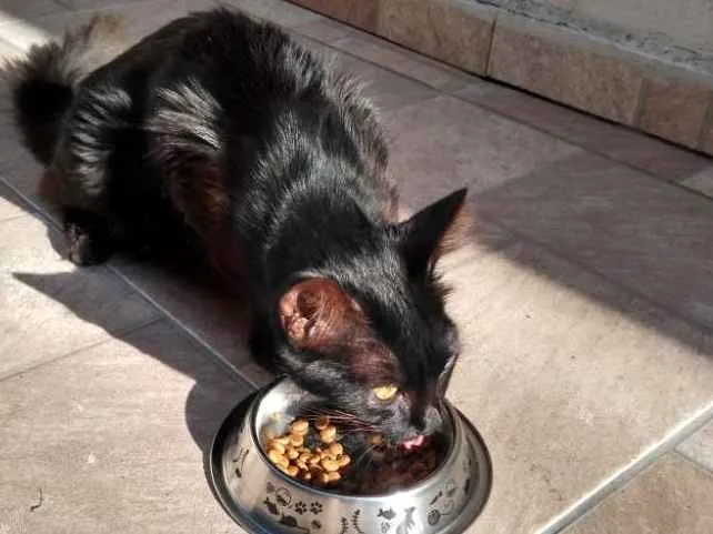 Gato ra a Sem raça idade 2 a 6 meses nome Sem nome 