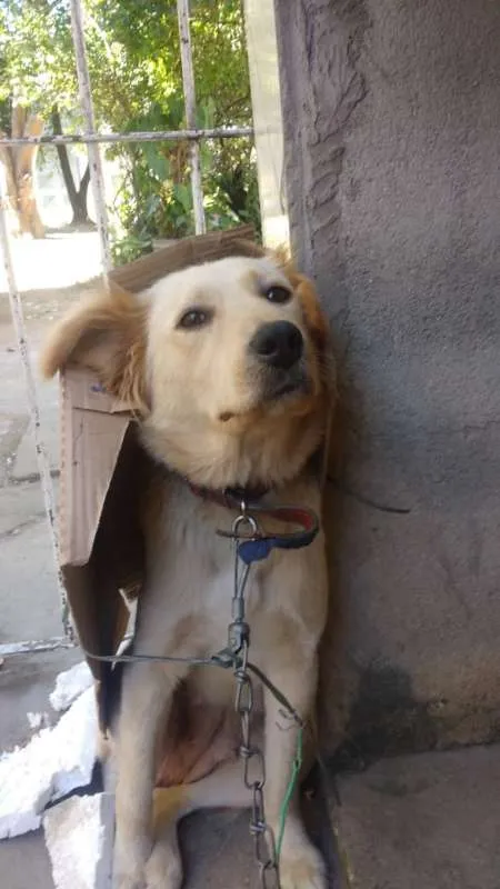 Cachorro ra a SRD idade 1 ano nome Belinha