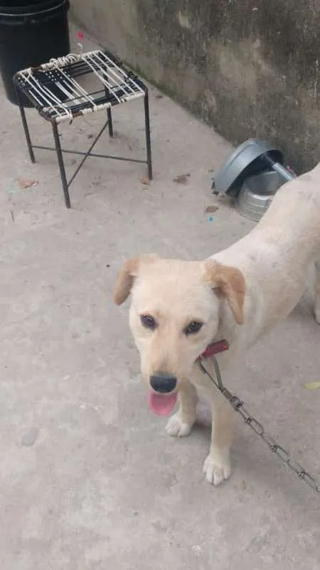 Cachorro ra a SRD idade 1 ano nome Belinha