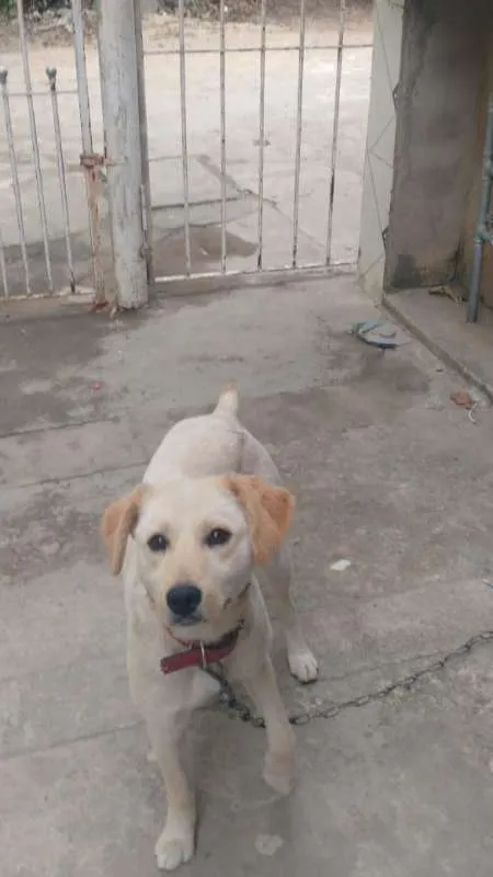 Cachorro ra a SRD idade 1 ano nome Belinha