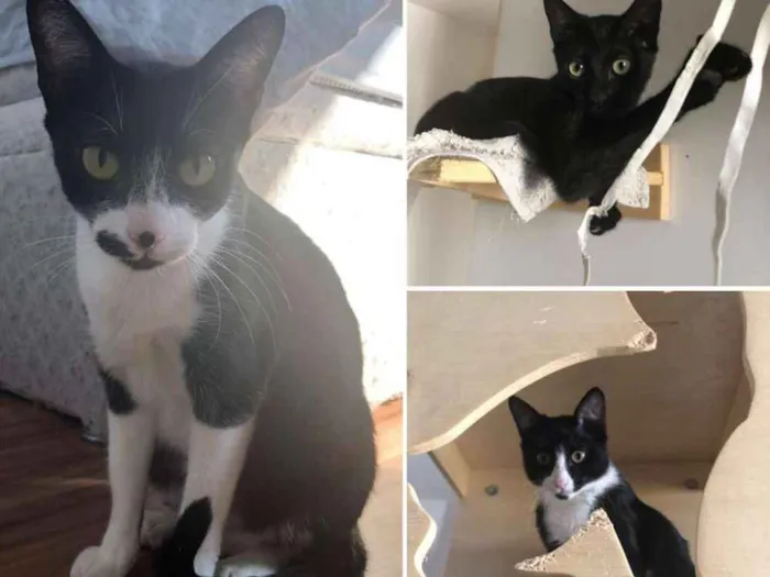 Gato ra a Felino idade 2 a 6 meses nome Artha, Dharma e Anan