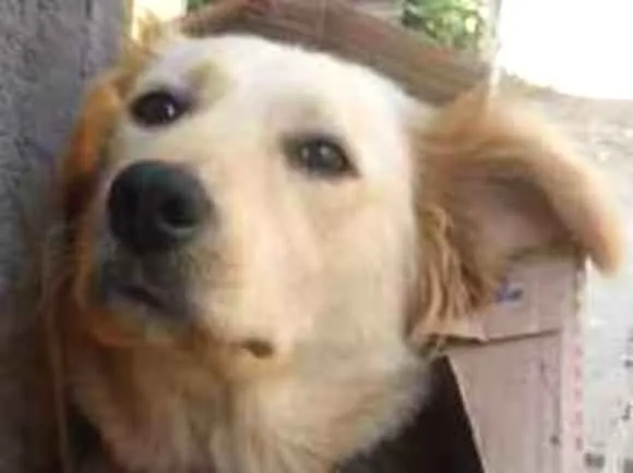 Cachorro ra a SRD idade 1 ano nome Belinha