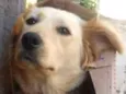Belinha