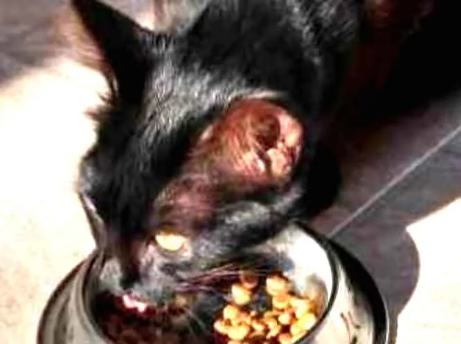 Gato ra a Sem raça idade 2 a 6 meses nome Sem nome 