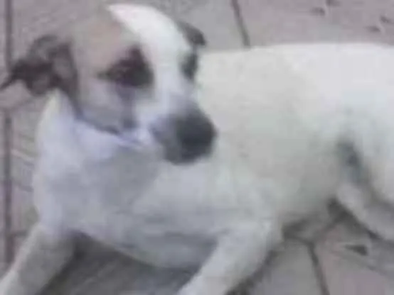 Cachorro raça SRD idade 2 anos nome Nina