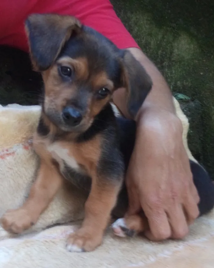 Cachorro ra a  idade 2 a 6 meses nome Samuel Bebezinho 