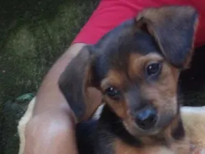 Cachorro raça  idade 2 a 6 meses nome Samuel Bebezinho 