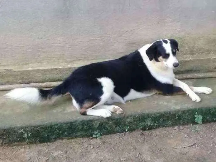 Cachorro raça Mestiça labrador idade 4 anos nome Panda