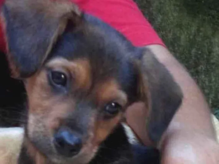Cachorro ra a  idade 2 a 6 meses nome Samuel Bebezinho 
