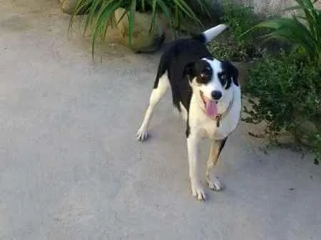 Cachorro raça Mestiça labrador idade 4 anos nome Panda