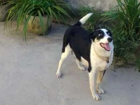 Cachorro raça Mestiça labrador idade 4 anos nome Panda
