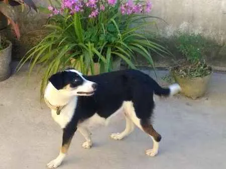 Cachorro raça Mestiça labrador idade 4 anos nome Panda