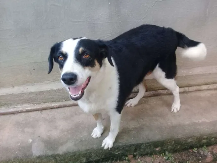 Cachorro raça Mestiça labrador idade 4 anos nome Panda