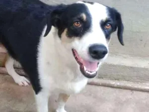 Cachorro raça Mestiça labrador idade 4 anos nome Panda