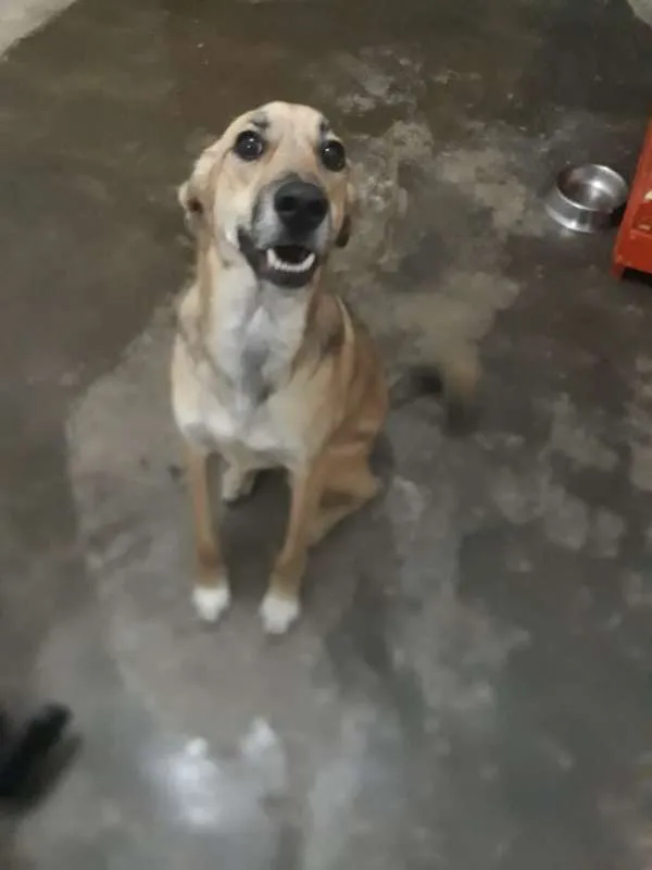 Cachorro raça srd idade  nome Duke