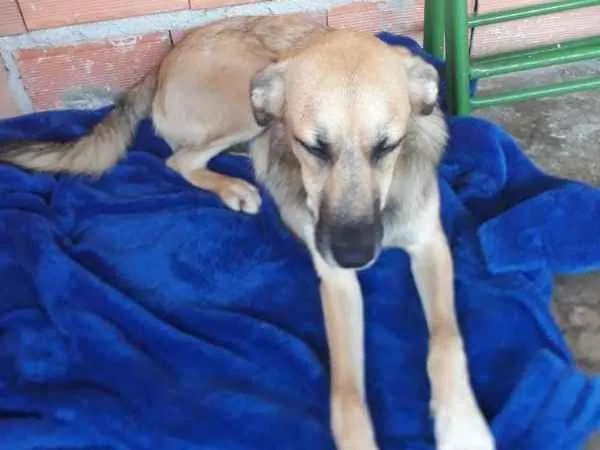 Cachorro raça srd idade  nome Duke