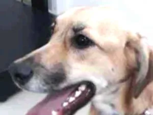 Cachorro raça srd idade  nome Duke