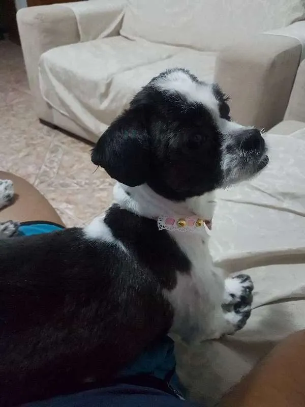 Cachorro ra a Shitzu idade 7 a 11 meses nome Nina