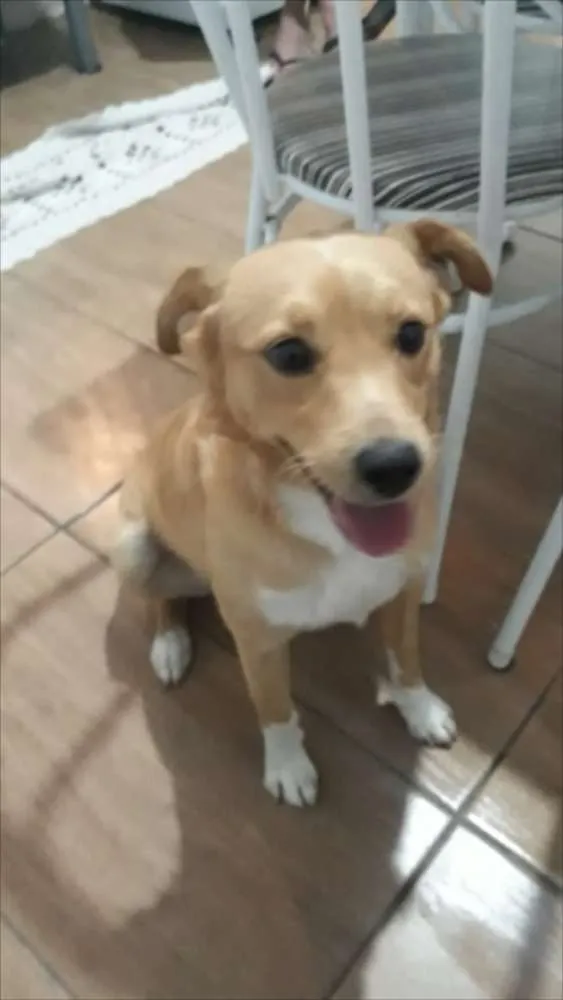 Cachorro ra a Não sei idade 2 anos nome Fuba