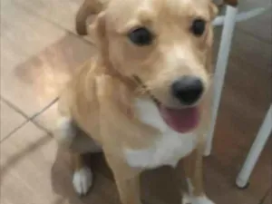 Cachorro raça Não sei idade 2 anos nome Fuba