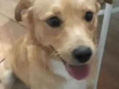 Cachorro ra a Não sei idade 2 anos nome Fuba