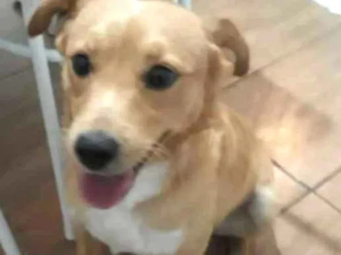 Cachorro ra a Não sei idade 2 anos nome Fuba