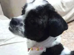 Cachorro raça Shitzu idade 7 a 11 meses nome Nina