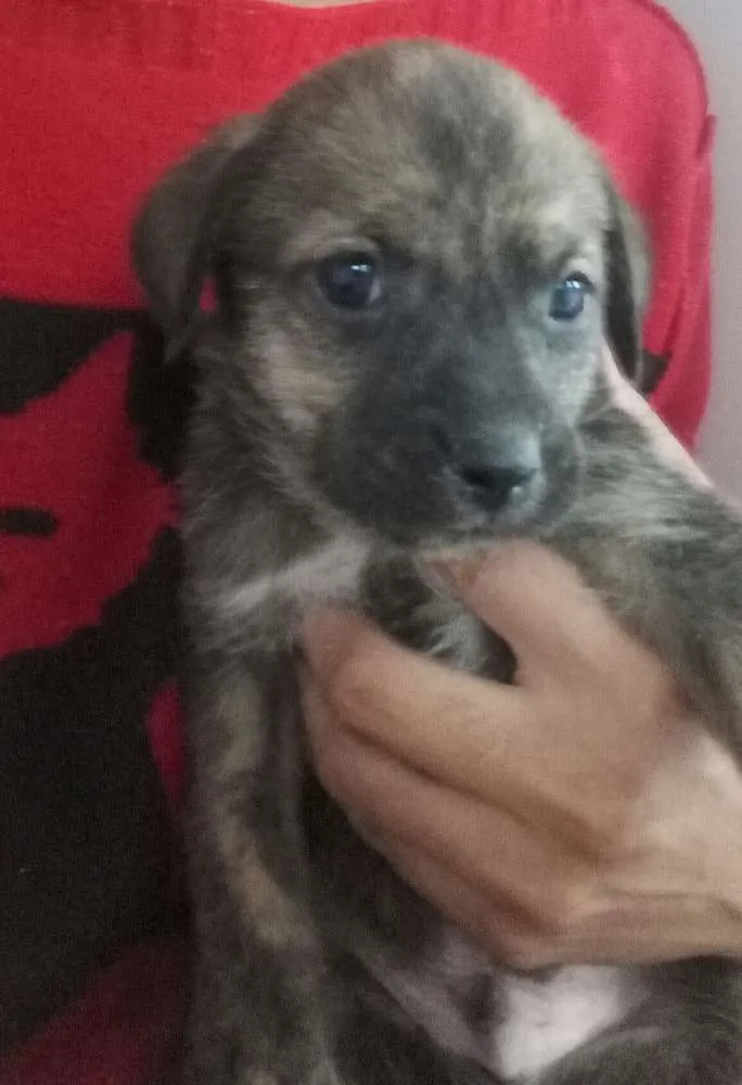 Cachorro raça Mistura idade Abaixo de 2 meses nome Sem nome