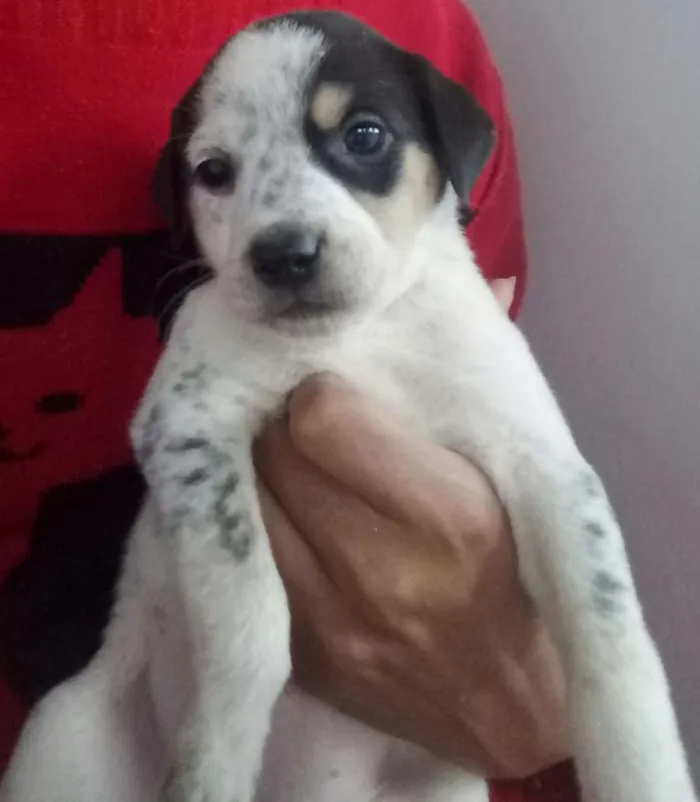 Cachorro raça Mistura idade Abaixo de 2 meses nome Sem nome