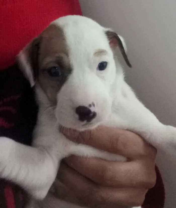 Cachorro raça Mistura idade Abaixo de 2 meses nome Sem nome