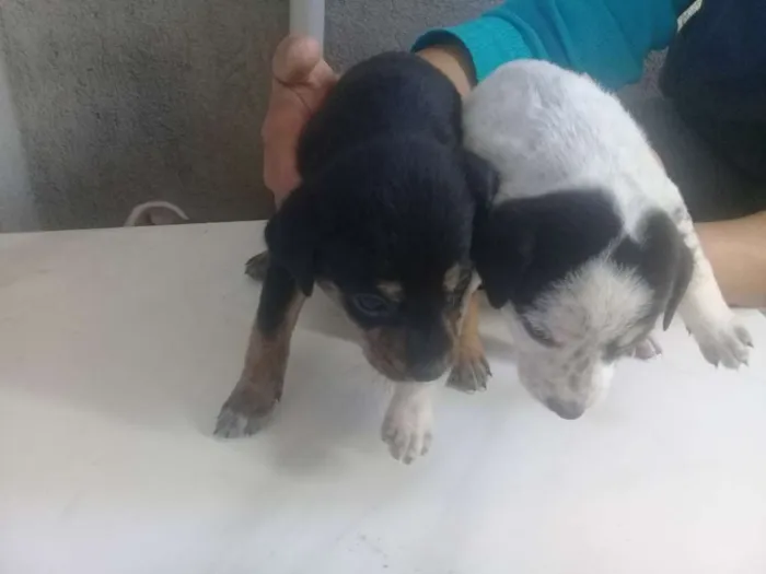 Cachorro raça Mistura idade Abaixo de 2 meses nome Sem nome