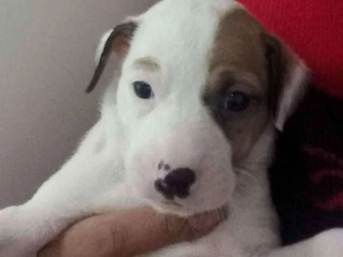 Cachorro raça Mistura idade Abaixo de 2 meses nome Sem nome