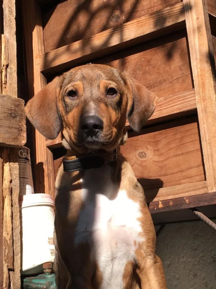 Cachorro ra a Viralata idade 2 a 6 meses nome Benjamim 