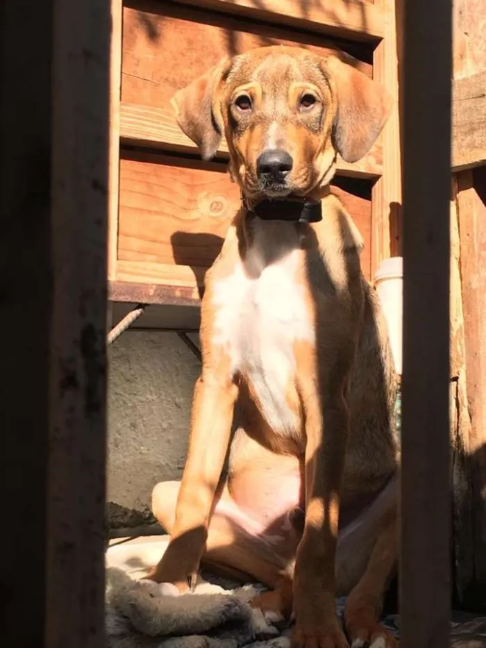Cachorro ra a Viralata idade 2 a 6 meses nome Benjamim 