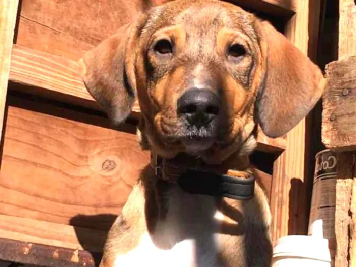Cachorro ra a Viralata idade 2 a 6 meses nome Benjamim 
