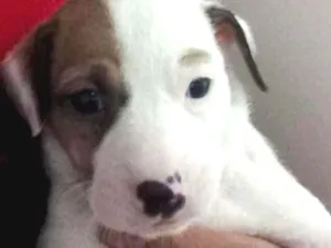 Cachorro raça Mistura idade Abaixo de 2 meses nome Sem nome