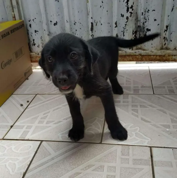 Cachorro ra a SRD idade 2 a 6 meses nome Pérola