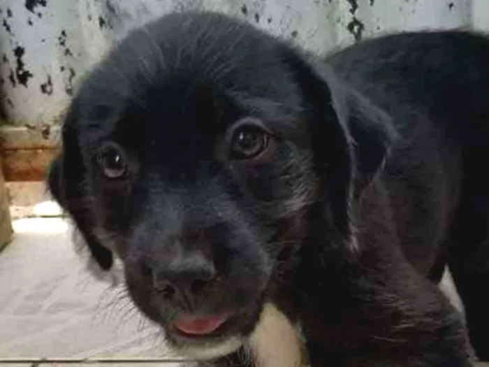 Cachorro ra a SRD idade 2 a 6 meses nome Pérola