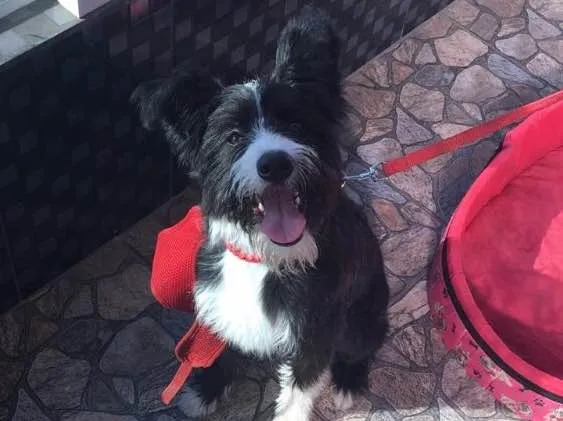 Cachorro ra a Vira-lata com border collie  idade 7 a 11 meses nome Amendoa