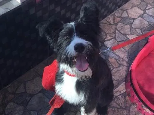 Cachorro ra a Vira-lata com border collie  idade 7 a 11 meses nome Amendoa