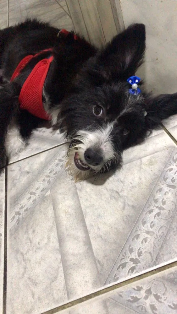 Cachorro ra a Vira-lata com border collie  idade 7 a 11 meses nome Amendoa