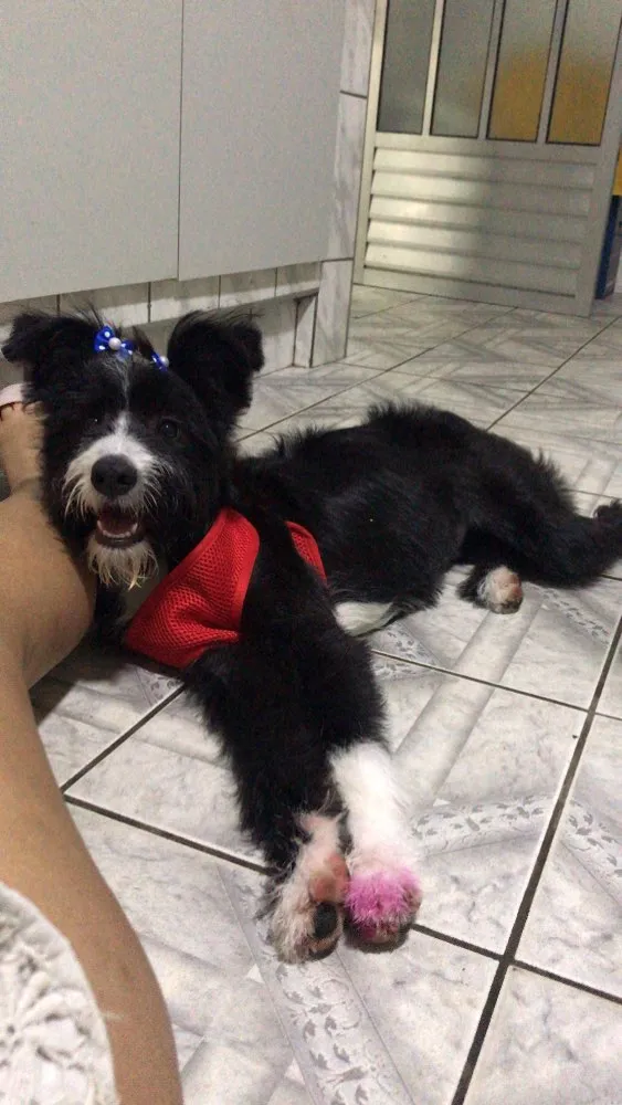 Cachorro ra a Vira-lata com border collie  idade 7 a 11 meses nome Amendoa